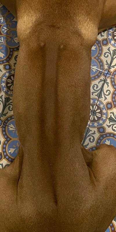 Close-up of the Rhodesian Ridgeback's distinctive ridge