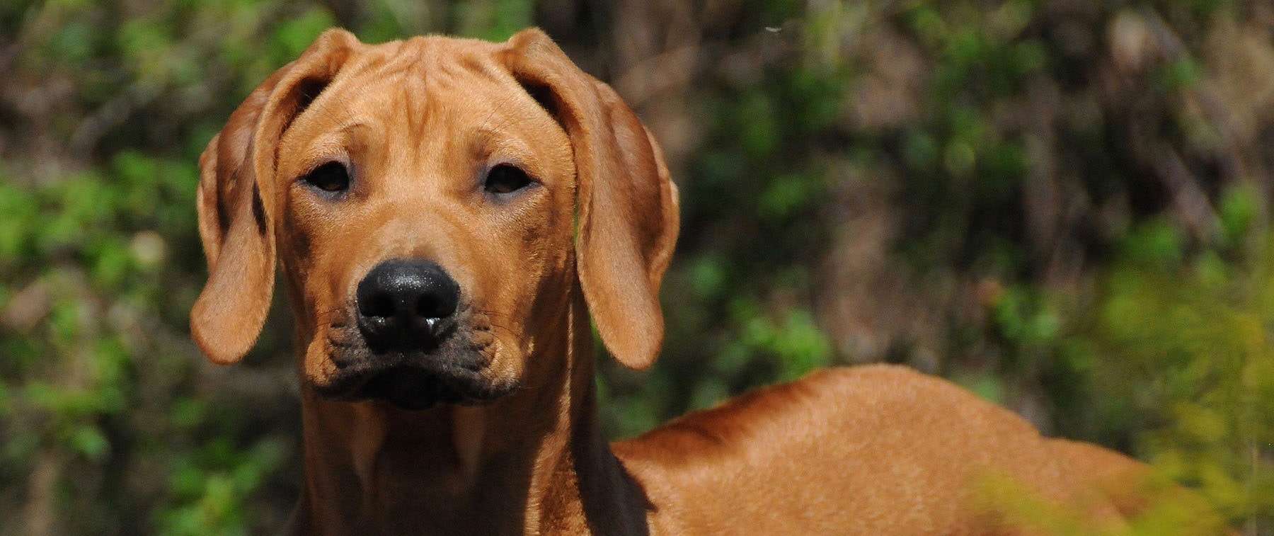 Rhodesian Ridgeback portrait