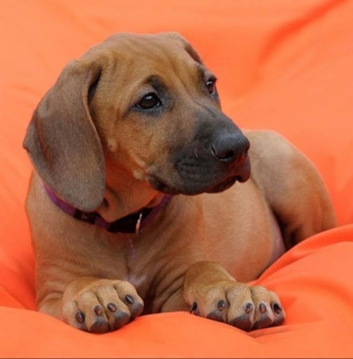 Rhodesian Ridgeback puppy — Villagedogs