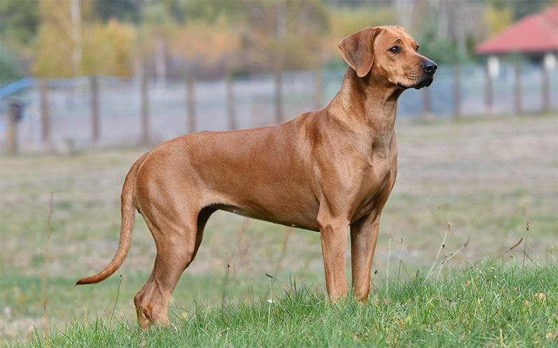 Jersey — show stance