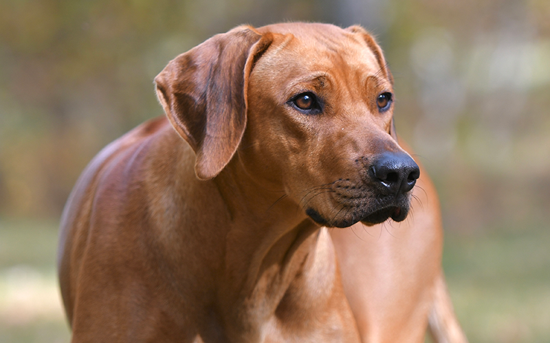 Jersey — portrait