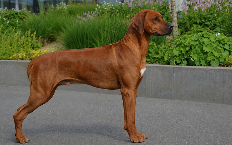 William — show stance