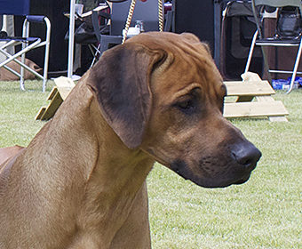 Mak Villagedogs Ka Makana