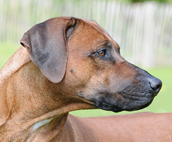 Villagedogs Mystic Rhett Butler