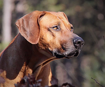 Moos Villagedogs Mystic Joe Black