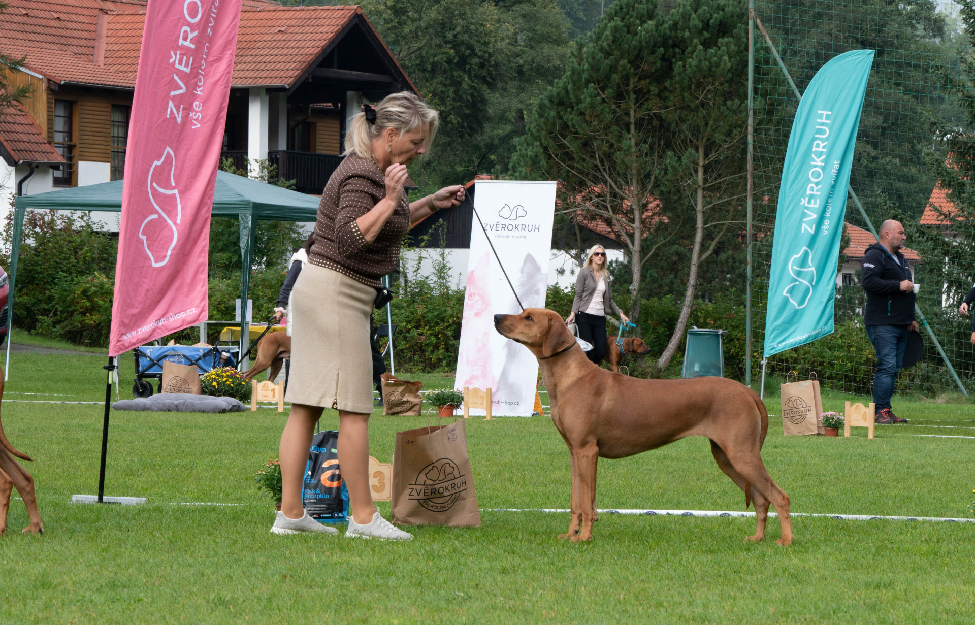 Jersey — in the ring at show