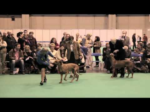 dfs Crufts 2011 — Best Of Breed Rhodesian Ridgeback
