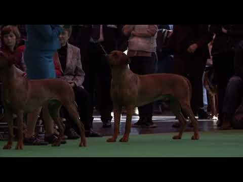 Villagedogs Ka Makana — Crufts 2015