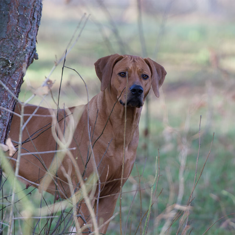 Clara — Villagedogs No Doubt A Diamond