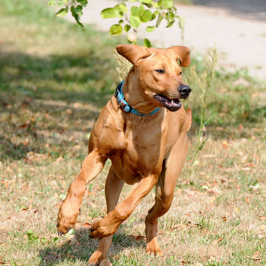 Clara — champion Ridgeback