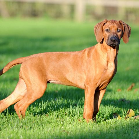 Charlie — champion Rhodesian Ridgeback