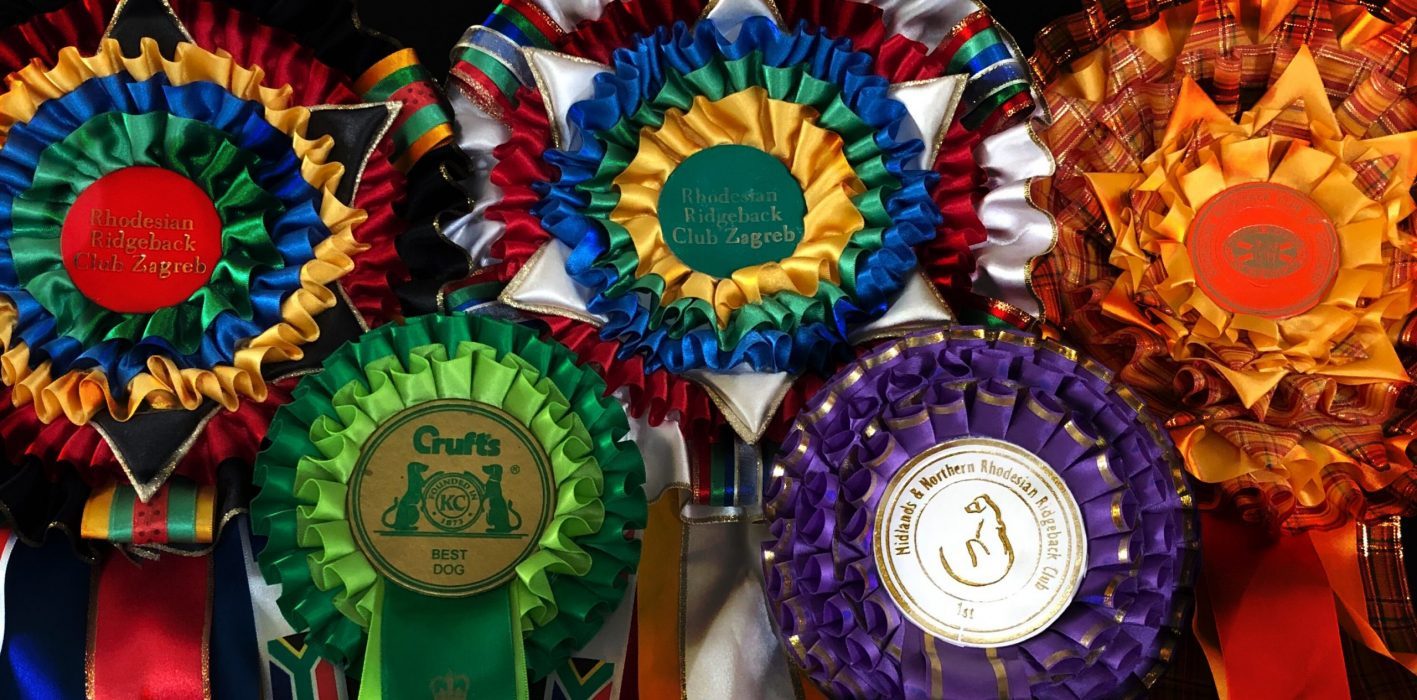 Award ribbons from dog shows