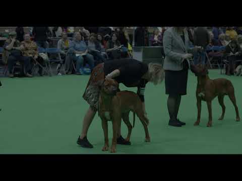 Villagedogs Red Hot Chilly Pepper, Crufts 2020