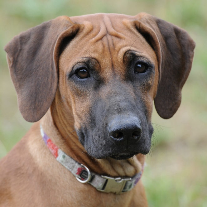 Villagedogs Mystic Scarlet O'Hara